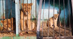 скачанные файлы (6)