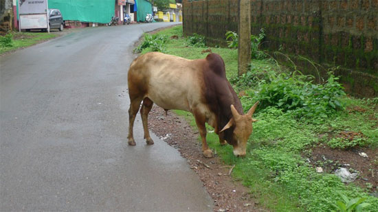 india_cow
