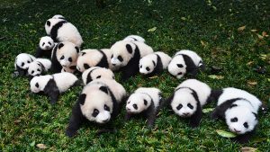 NGAWA, CHINA - OCTOBER 24:  (CHINA OUT) New born baby giant pandas appear at China Conservation and Research Center for the Giant Panda on October 24, 2015 in Ngawa Tibetan and Qiang Autonomous Prefecture, Sichuan Province of China. 26 giant pandas were born at China Conservation and Research Center for the Giant Panda in Ngawa this year and 23 survived.  (Photo by VCG/VCG via Getty Images)